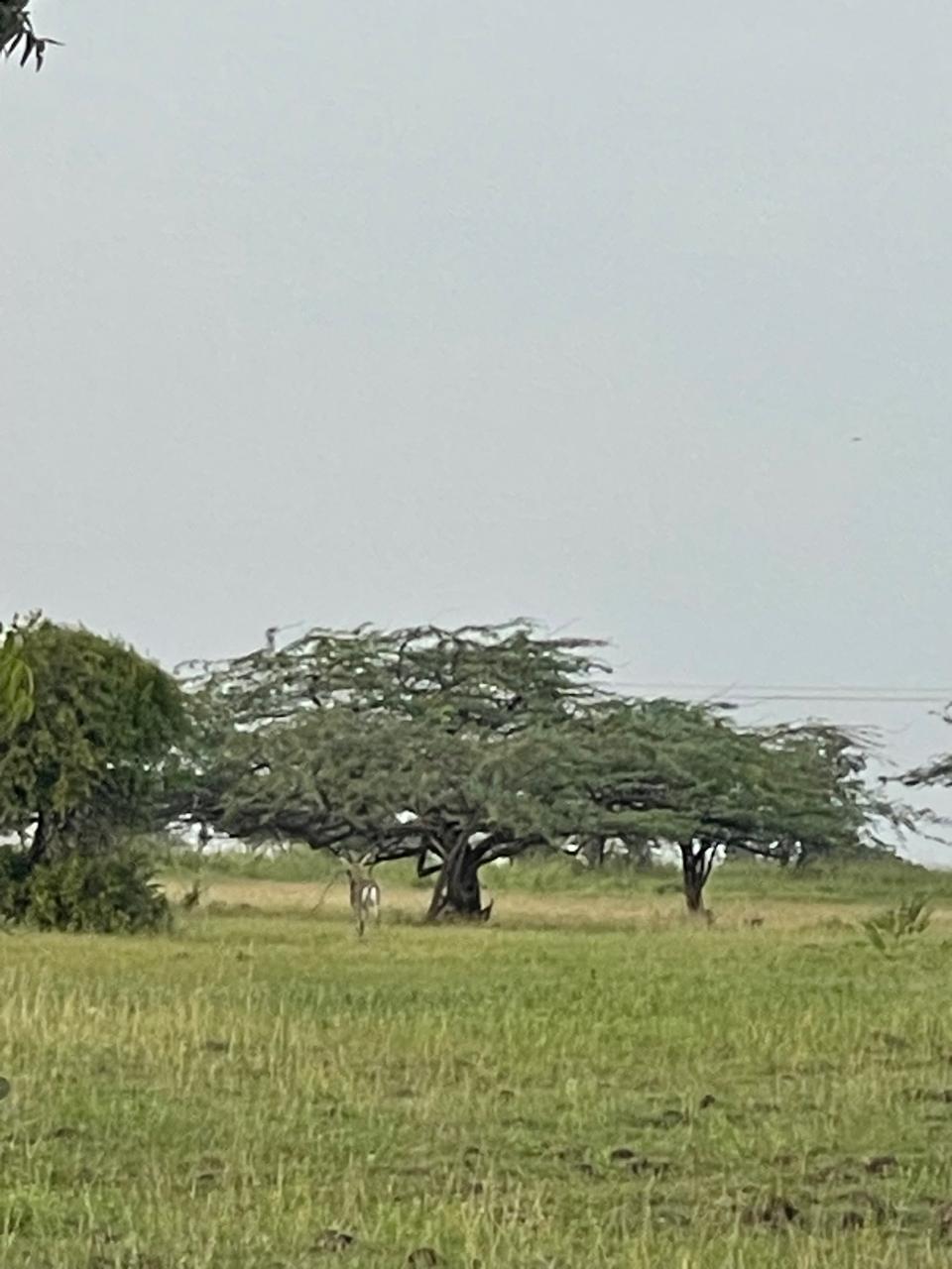 Open spaces and greenery: Actual landscape photograph